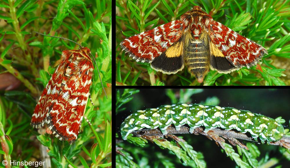 Anarta myrtilli (LINNAEUS, 1761)