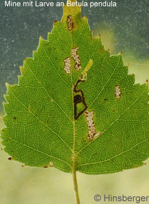 Stigmella luteella (STAINTON, 1857)