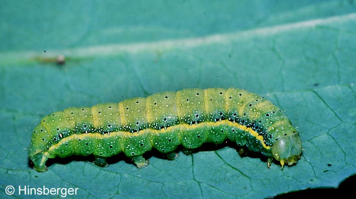 Lacanobia oleracea (LINNAEUS, 1758)