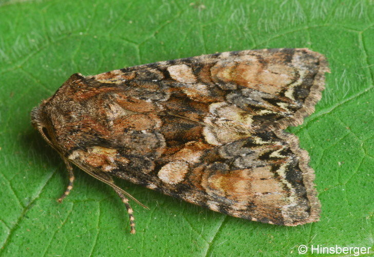 Lacanobia contigua (DENIS & SCHIFFERMLLER, 1775)