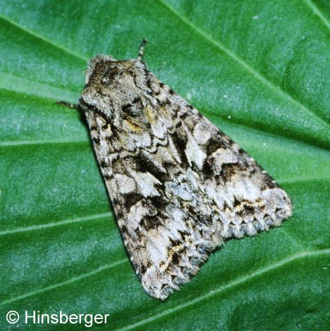 Hada plebeja (LINNAEUS, 1761)