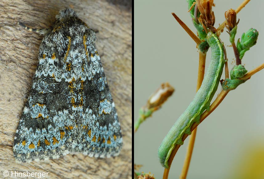 Aetheria dysodea (DENIS & SCHIFFERMLLER, 1775)