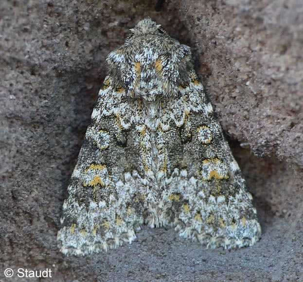 Aetheria dysodea (DENIS & SCHIFFERMLLER, 1775)