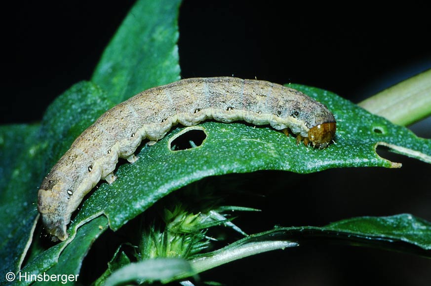 Mamestra brassicae (LINNAEUS, 1758)